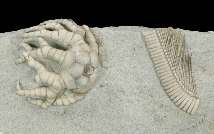 Crinoid (Cyathocrinites) Fossil - Crawfordsville, Indiana #122953